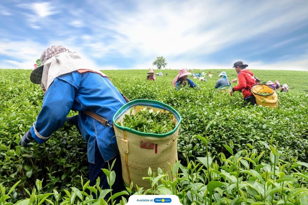 Çay Hasadı ve İşlenmesi